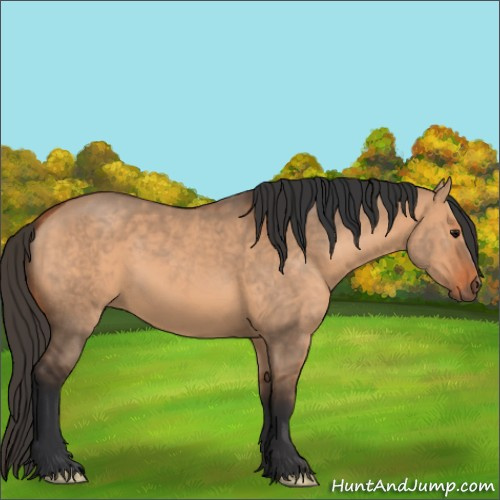 Horse Color:Bay Dun 