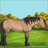 Horse Color:Bay Dun 