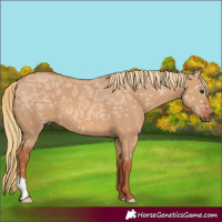 Horse Color:Red Dun Ice 