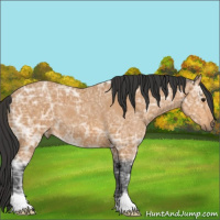 Horse Color:Bay Ice 