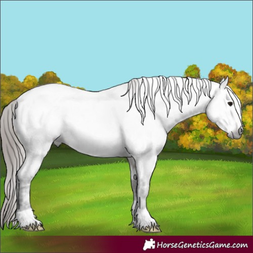 Horse Color:Gray Bay Ice Roan Appaloosa 