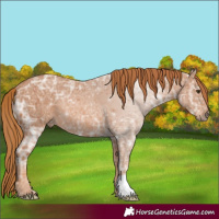 Horse Color:Chestnut Ice 