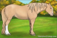 Horse Color:Gold Champagne 
