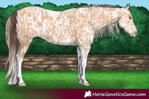 Horse Color:Amber Champagne Tobiano  and Amber Champagne Tobiano Appaloosa 