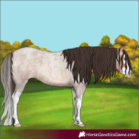Horse Color:Amber Champagne Roan Splash 