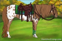 Horse Color:Red Roan Appaloosa 