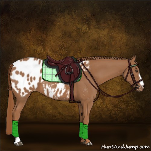 Horse Color:Chestnut Appaloosa 