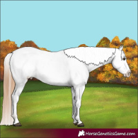 Horse Color:Chestnut Appaloosa 