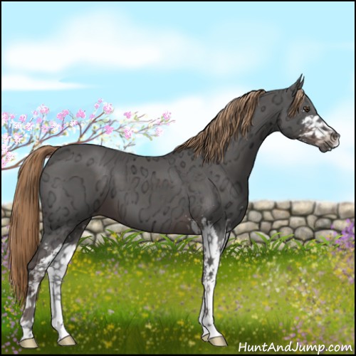 Horse Color:Liver Chestnut Ice Sabino