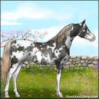 Horse Color:White Spotted Liver Chestnut Sabino Rabicano