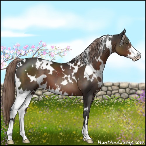 Horse Color:White Spotted Liver Chestnut Sabino 
