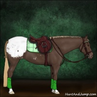 Horse Color:Liver Chestnut Appaloosa 