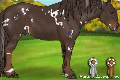 Horse Color:White Spotted Liver Chestnut 