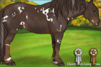 Horse Color:White Spotted Liver Chestnut