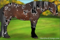 Horse Color:White Spotted Brown 