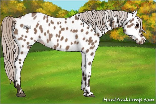Horse Color:White Spotted Silver Brown Dun Near Leopard 