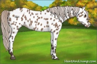 Horse Color:White Spotted Silver Brown Dun Appaloosa 
