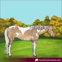 Horse Color:White Spotted Silver Buckskin Dun Tobiano