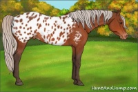 Horse Color:Silver Bay Sabino Appaloosa 