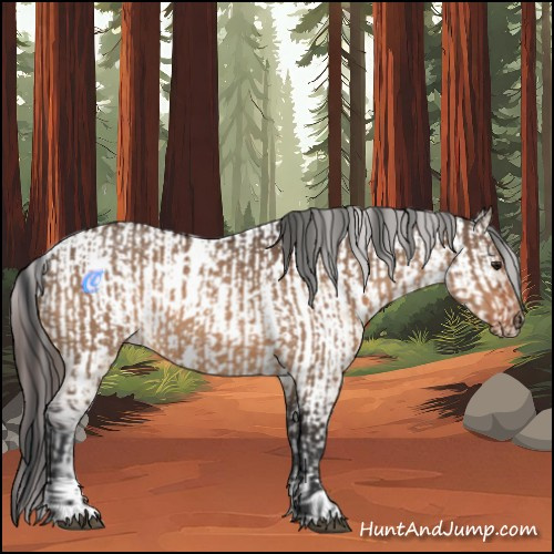 Horse Color:Brown Dun and Brown Dun Appaloosa