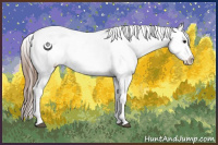 Horse Color:Grullo Appaloosa 