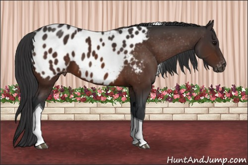 Horse Color:Bay Tobiano Blanket