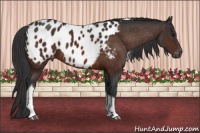 Horse Color:Bay Tobiano Blanket 