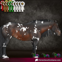 Horse Color:White Spotted Brown 