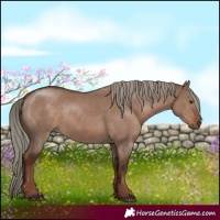 Horse Color:Liver Red Dun Mushroom 