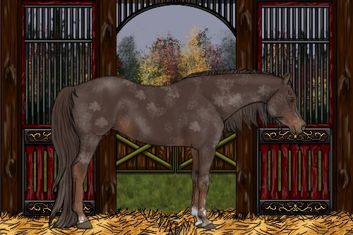 Horse Color:Liver Chestnut Sabino 