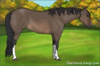 Horse Color:Brown Dun 