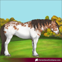 Horse Color:White Spotted Bay 