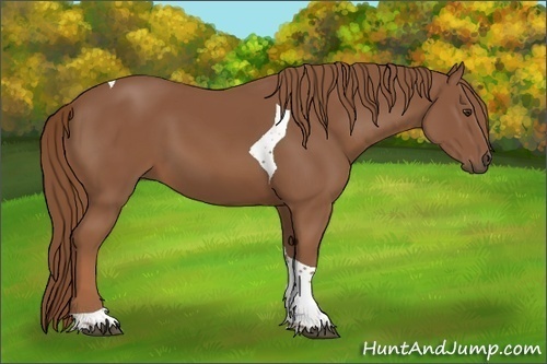 Horse Color:Chestnut Tobiano 