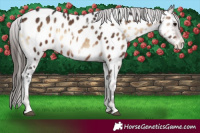 Horse Color:White Spotted Brown Onyx Appaloosa