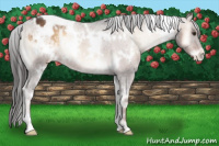 Horse Color:White Spotted Liver Red Onyx Varnish Rabicano 
