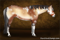 Horse Color:White Spotted Bay Onyx