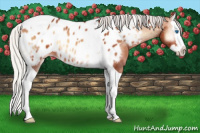Horse Color:Silver Bay Onyx Splash Tobiano Appaloosa 