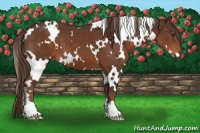 Horse Color:White Spotted Liver Chestnut 