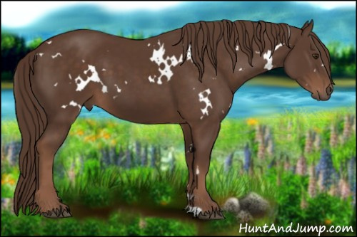 Horse Color:White Spotted Liver Chestnut 
