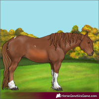 Horse Color:Chestnut Tobiano