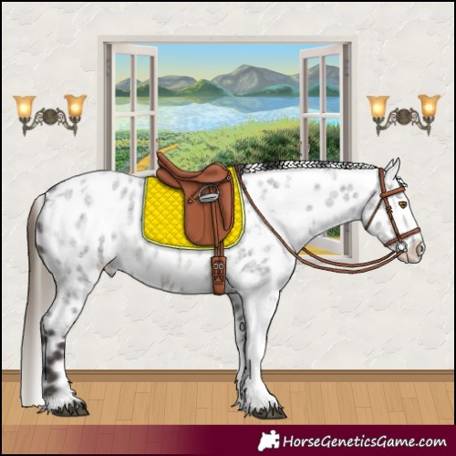 Horse Color:White Spotted Smoky Blue Roan Near Leopard