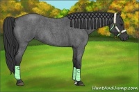 Horse Color:Blue Roan
