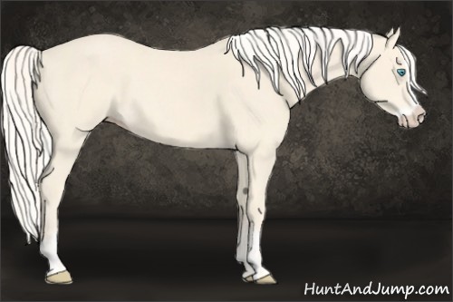 Horse Color:Cremello Splash  and Cremello Splash Rabicano 