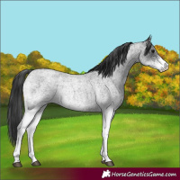 Horse Color:White Spotted Blue Roan 
