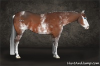 Horse Color:Brown Sabino Splash  and White Spotted Silver Bay Sabino 