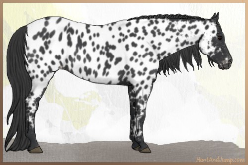 Horse Color:Blue Roan Appaloosa 