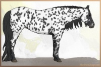 Horse Color:Blue Roan Appaloosa 