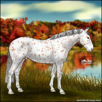 Horse Color:Bay Appaloosa 