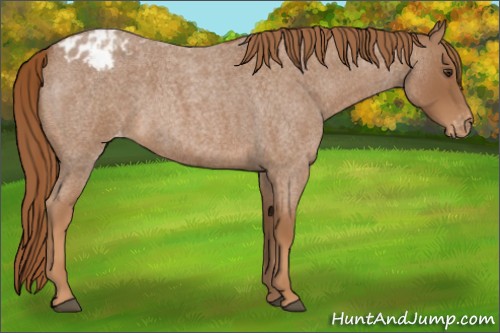 Horse Color:Unknown 