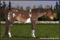 Horse Color:White Spotted Liver Chestnut Tobiano